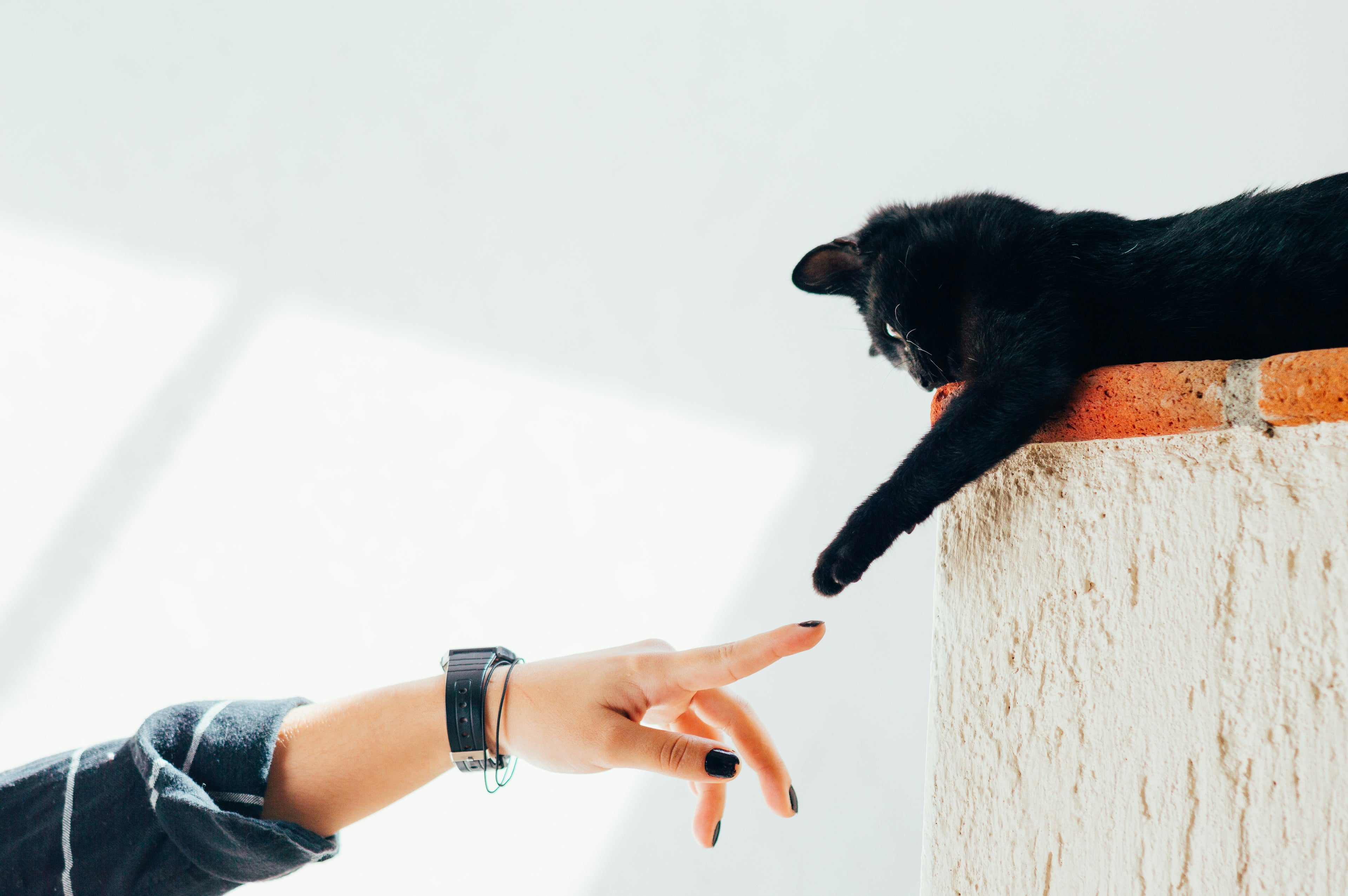 Close-up of a person’s hand and a black cat’s paw almost touching, highlighting human–pet bond.